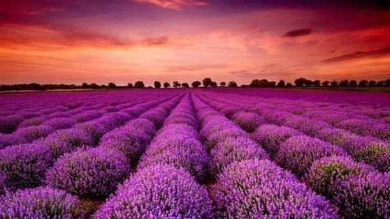 Bất ngờ một cổ phiếu ngược dòng “trần cứng” giữa lúc 300 mã nằm sàn