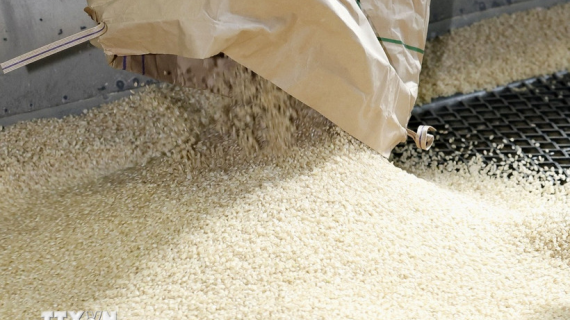 Chuyên gia dự báo giá gạo toàn cầu có thể tăng mạnh