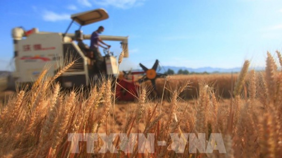 FAO cảnh báo rủi ro gia tăng đối với an ninh lương thực toàn cầu