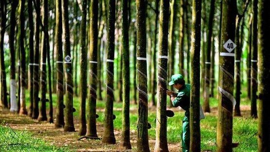 Cổ phiếu Cao su Tây Ninh (TRC) tăng trần, thanh khoản “bùng nổ” sau tin thưởng cổ phiếu