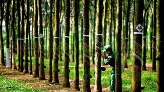 Cổ phiếu Cao su Tây Ninh (TRC) tăng trần, thanh khoản “bùng nổ” sau tin thưởng cổ phiếu
