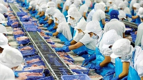 Vĩnh Hoàn trước triển vọng thuận lợi của ngành cá tra, cổ phiếu VHC được kỳ vọng tăng 30%
