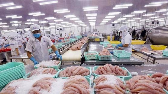Doanh thu quý II giảm 74%, doanh nghiệp thủy sản vẫn báo lãi tăng hơn 200%, tiền chiếm 73% tài sản: Điều gì đã xảy ra?