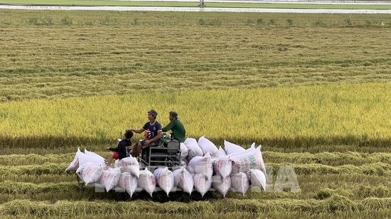Giá gạo châu Á vẫn ở mức cao