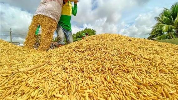 Giá gạo trắng 5% tấm của Thái Lan cao nhất trong 2 tháng