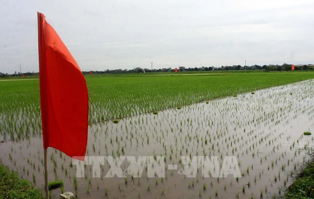 145738-khoi-dong-du-an-cai-tien-chuoi-gia-tri-lua-gao-vung-dong-bang-song-hong-viet-nam-tai-thai-binh-2256.jpg