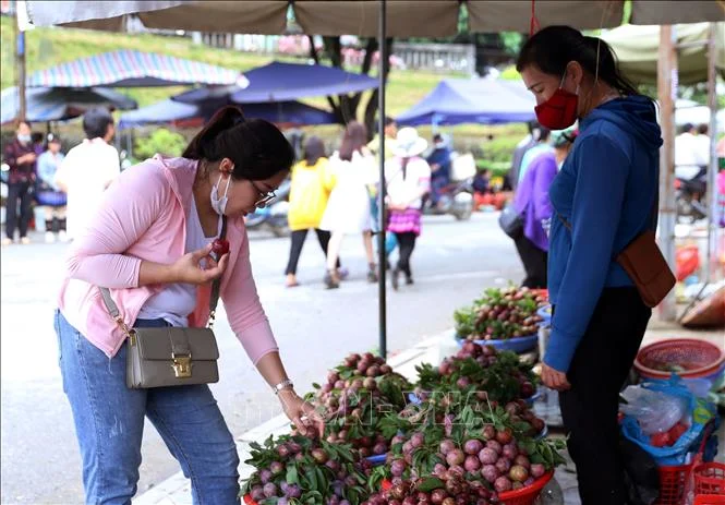 Người mua, khách du lịch chọn mua mận Tam Hoa tại thị trấn Bắc Hà. Ảnh tư liệu: Quốc Khánh/TTXVN