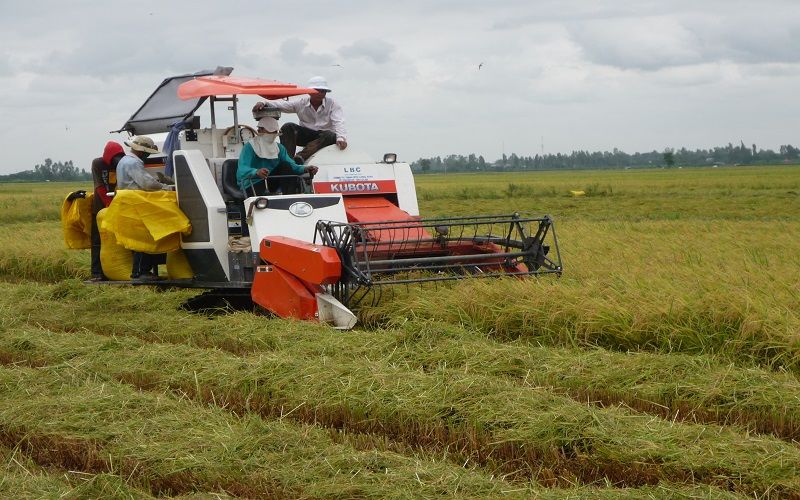Đồng bằng sông Cửu Long đang thu hoạch rộ lúa Đông Xuân.