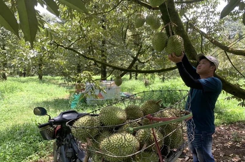 "Ngôi sao" giá trị cao của Việt Nam được Trung Quốc ưa chuộng, chưa đầy 5 tháng đã bán được 60.000 tấn