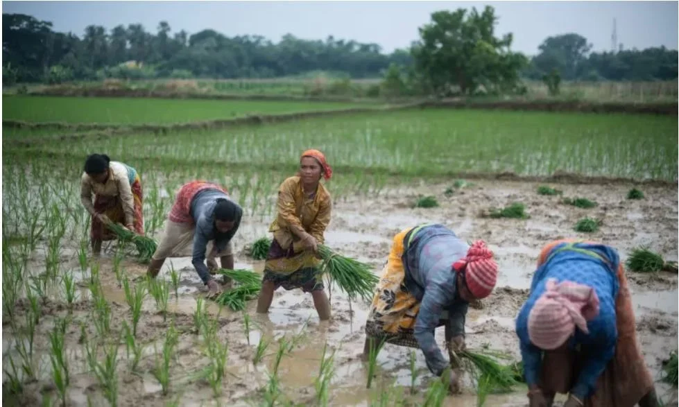 3 nước ASEAN bị ảnh hưởng nặng bởi lệnh cấm của Ấn Độ, chuyên gia cảnh báo thị trường hỗn loạn