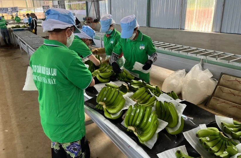 Hoàng Anh Gia Lai báo lãi sau thuế hơn 350 tỷ đồng trong quý III/2024