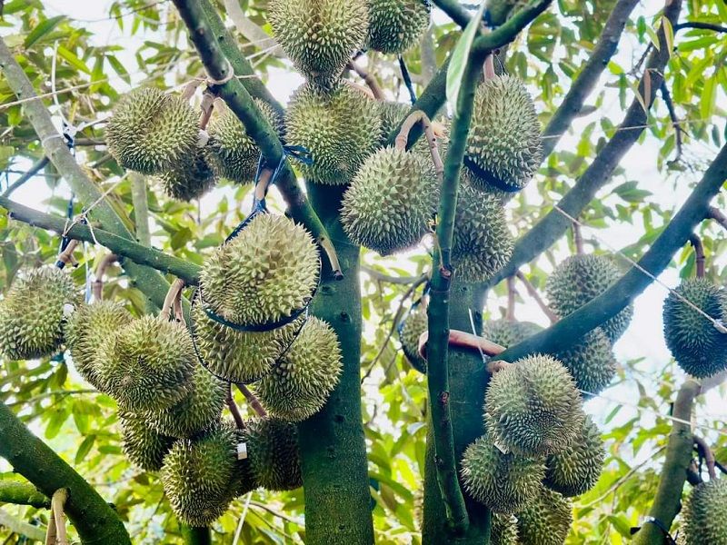 Có lo sầu riêng bị “ế hàng dội chợ”?
