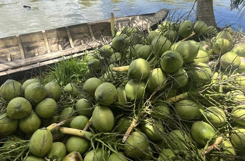 Ngành dừa kỳ vọng xuất khẩu vượt mốc 1 tỷ USD trong năm 2024