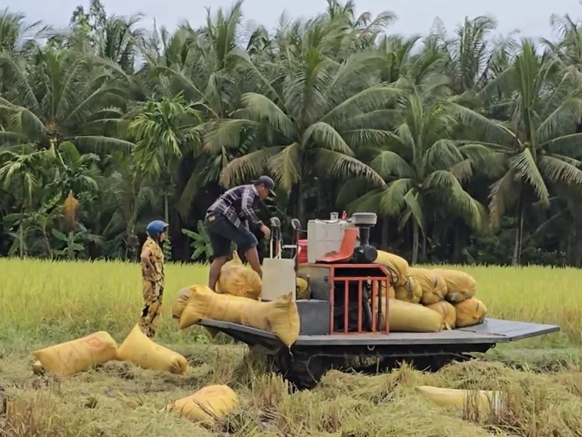 Cung không đủ cầu đẩy giá gạo ST25 tăng mạnh