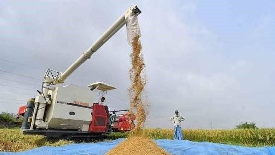 Ấn Độ tiếp tục nới lỏng xuất khẩu gạo, giảm một nửa thuế xuất khẩu gạo đồ
