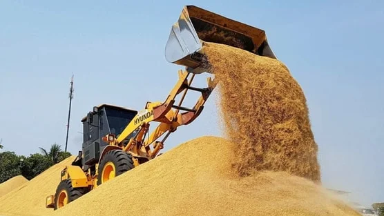 Vựa lúa lớn nhất thế giới tồn kho tăng kỷ lục, đối thủ của gạo Việt Nam nhận tin không vui