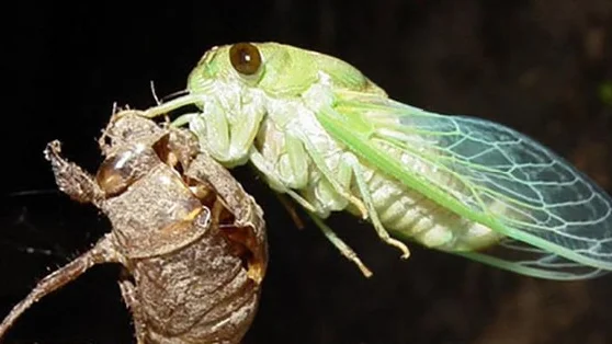 Thay ruột, đổi tên, cổ phiếu tăng 54% trong hơn 1 tháng: Một công ty chốt trả cổ tức bằng cổ phiếu tỷ lệ 70%