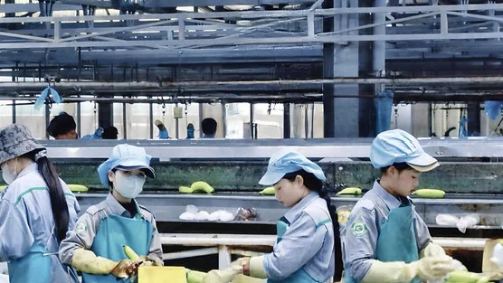 Thaco Agri đã bền bỉ ‘bơm tiền’ cho HAGL Agrico như thế nào?