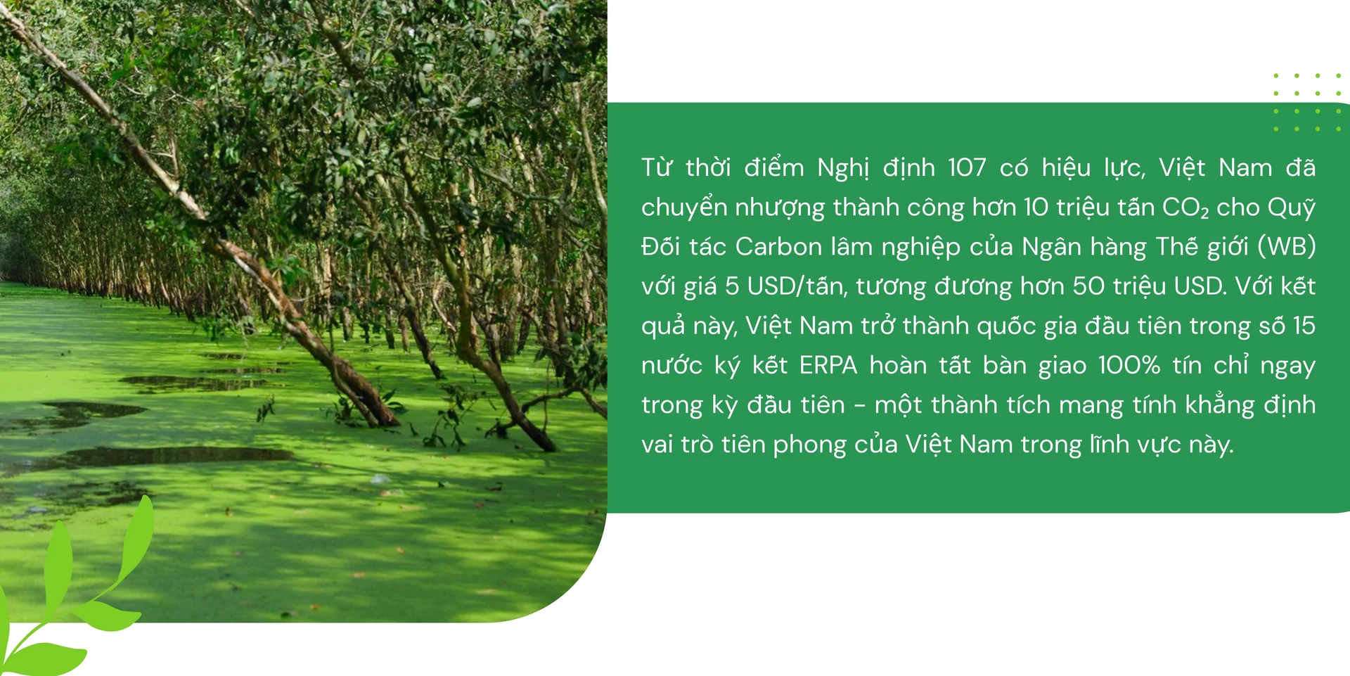 Thị trường carbon rừng: Hướng tới khung pháp lý hoàn chỉnh tại Việt Nam